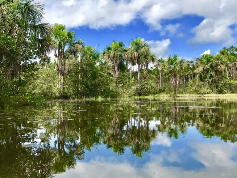 A scenic view of a lush tropical forest reflected in a calm body of water under a blue sky with scattered clouds.