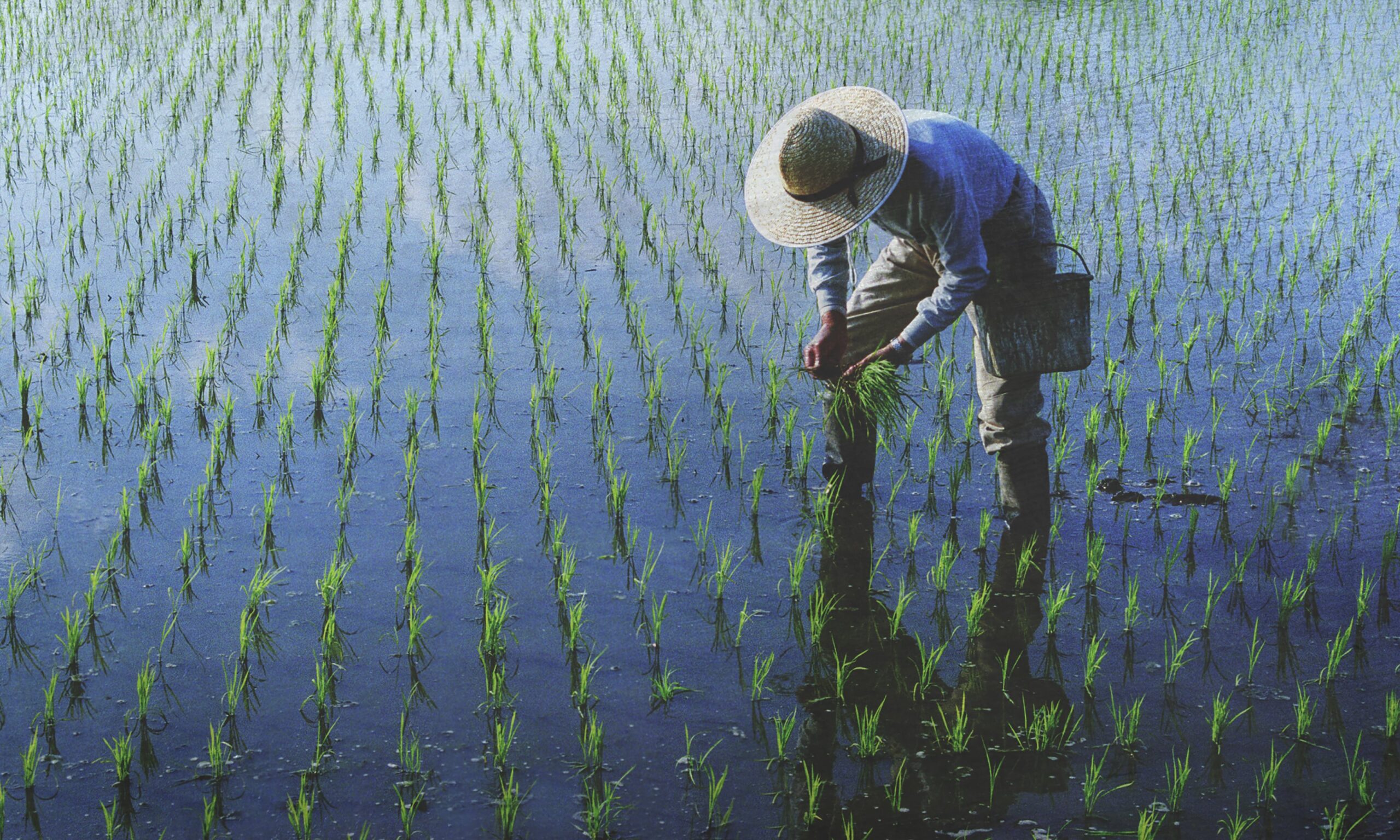 A person wearing a straw hat bends over to plant rice seedlings in a flooded paddy field, surrounded by rows of young green plants.