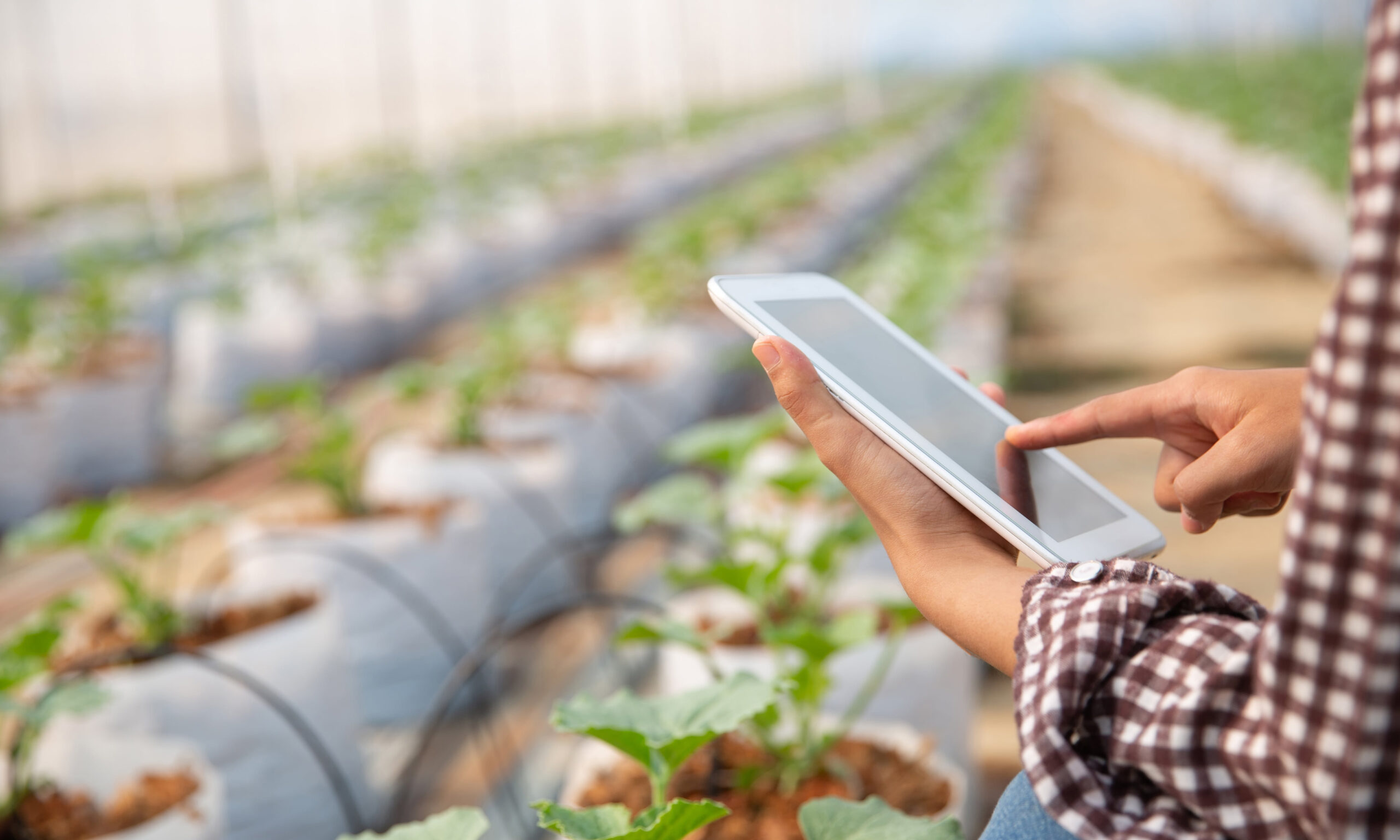 Person using a tablet in a greenhouse or farm, with rows of young plants growing in the background.