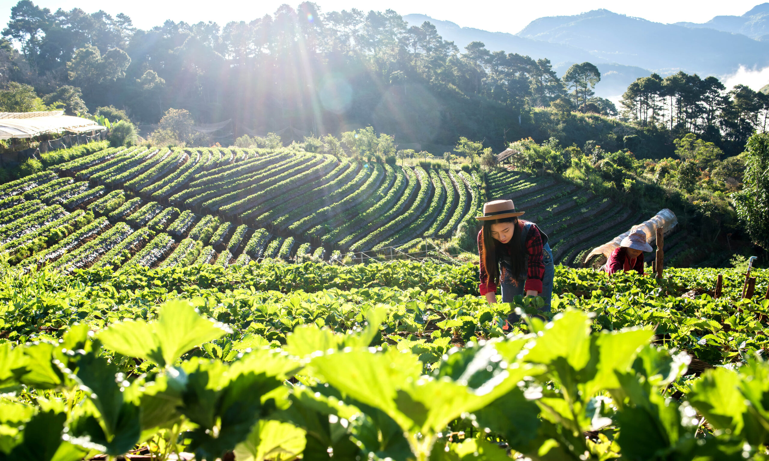 Two people work in a sunny, green terraced field with rows of crops, surrounded by trees and hills in the background.